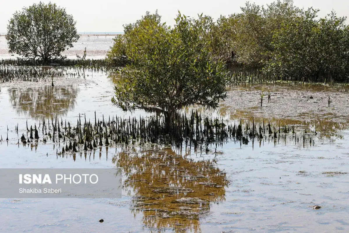 وقتی تالاب می‌میرد 