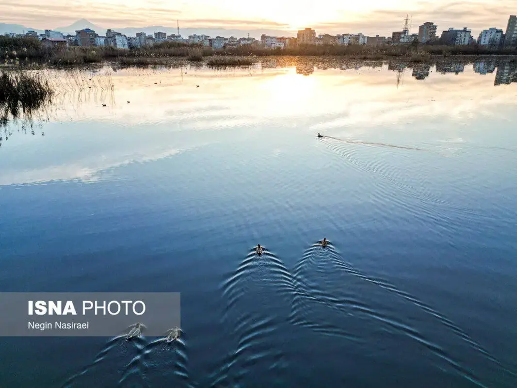 وقتی تالاب می‌میرد 