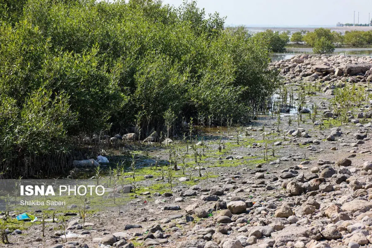 وقتی تالاب می‌میرد 