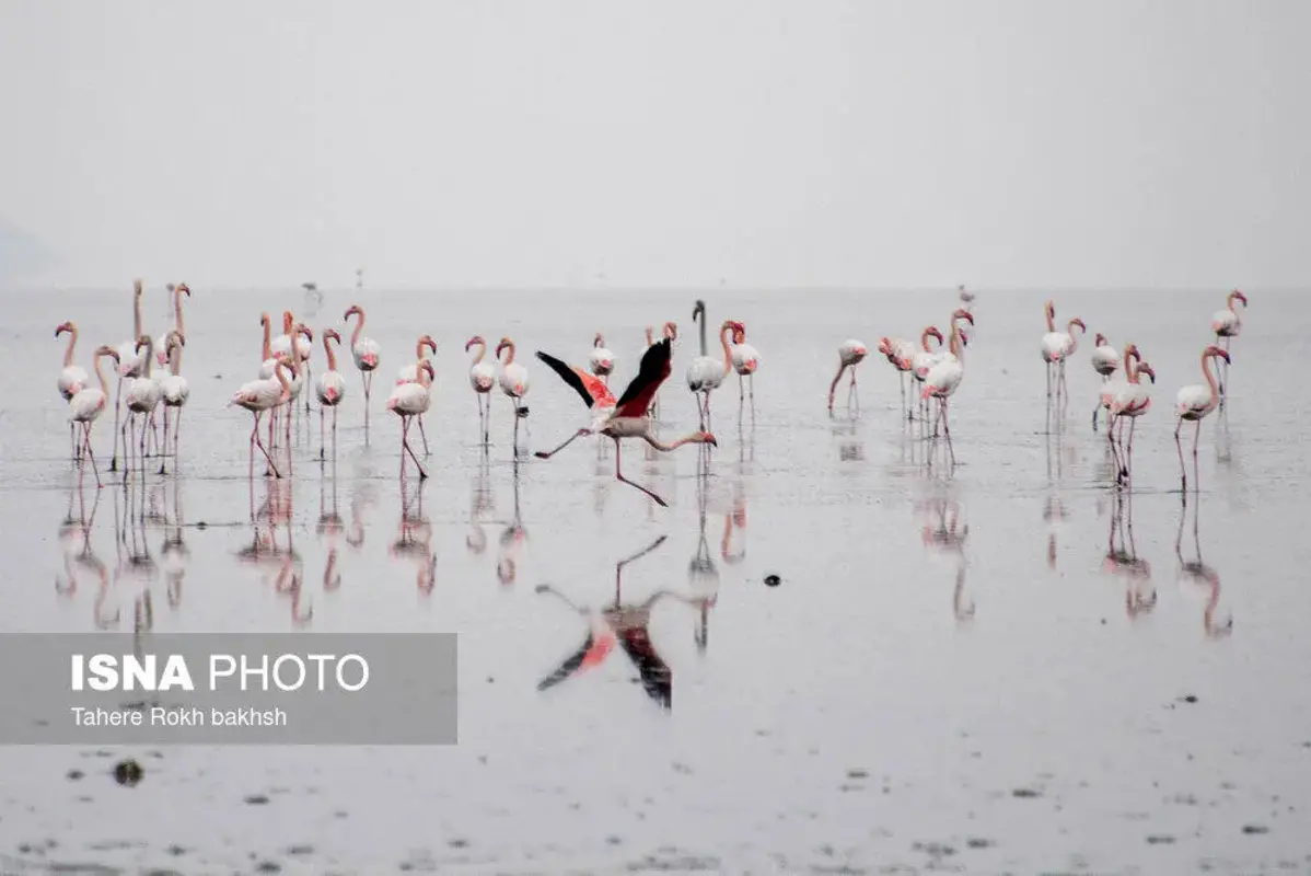 وقتی تالاب می‌میرد 