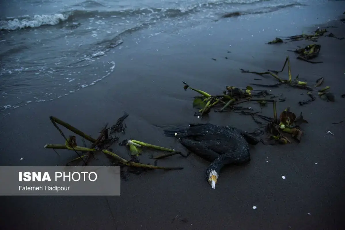 مرگ دسته‌جمعی باکلان‌ها در ساحل انزلی