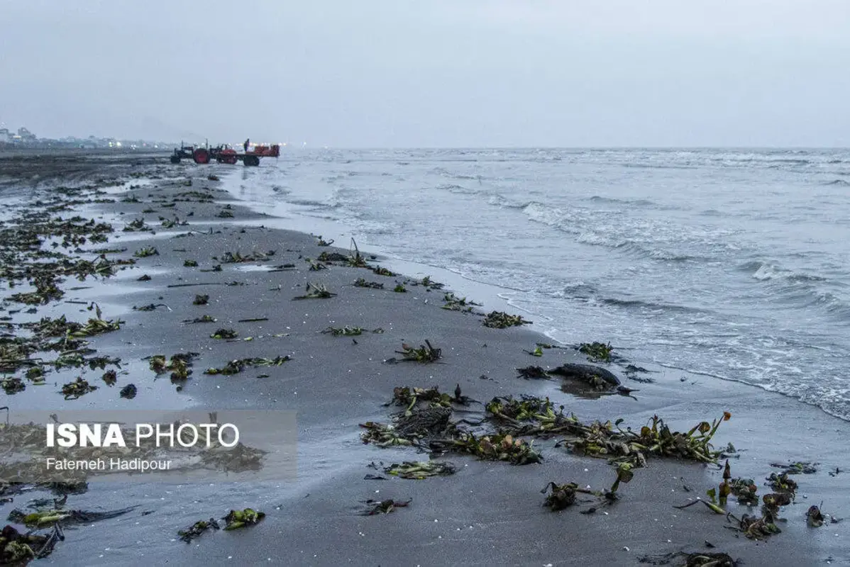 مرگ دسته‌جمعی باکلان‌ها در ساحل انزلی