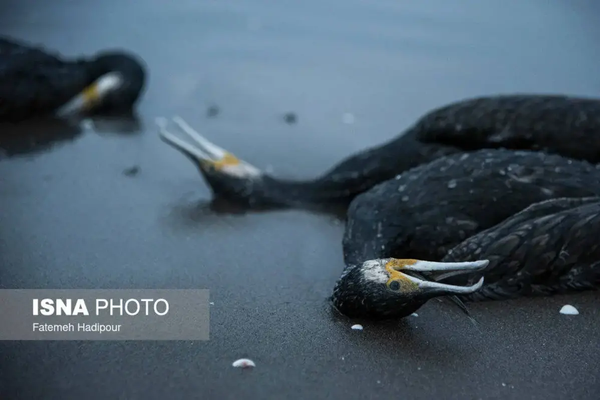 مرگ دسته‌جمعی باکلان‌ها در ساحل انزلی