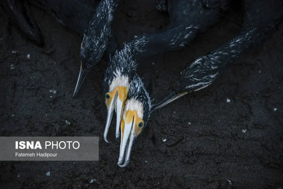 مرگ دسته‌جمعی باکلان‌ها در ساحل انزلی