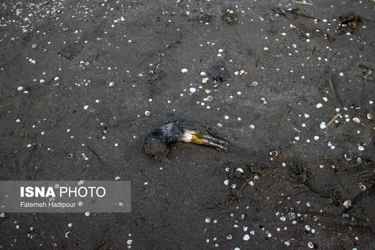 مرگ دسته‌جمعی باکلان‌ها در ساحل انزلی