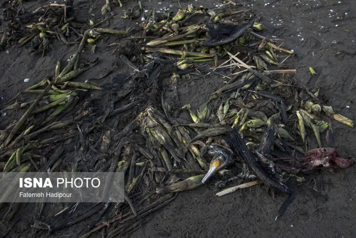 مرگ دسته‌جمعی باکلان‌ها در ساحل انزلی