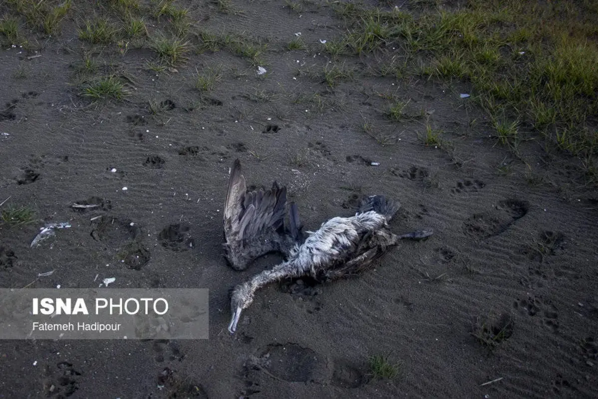 مرگ دسته‌جمعی باکلان‌ها در ساحل انزلی