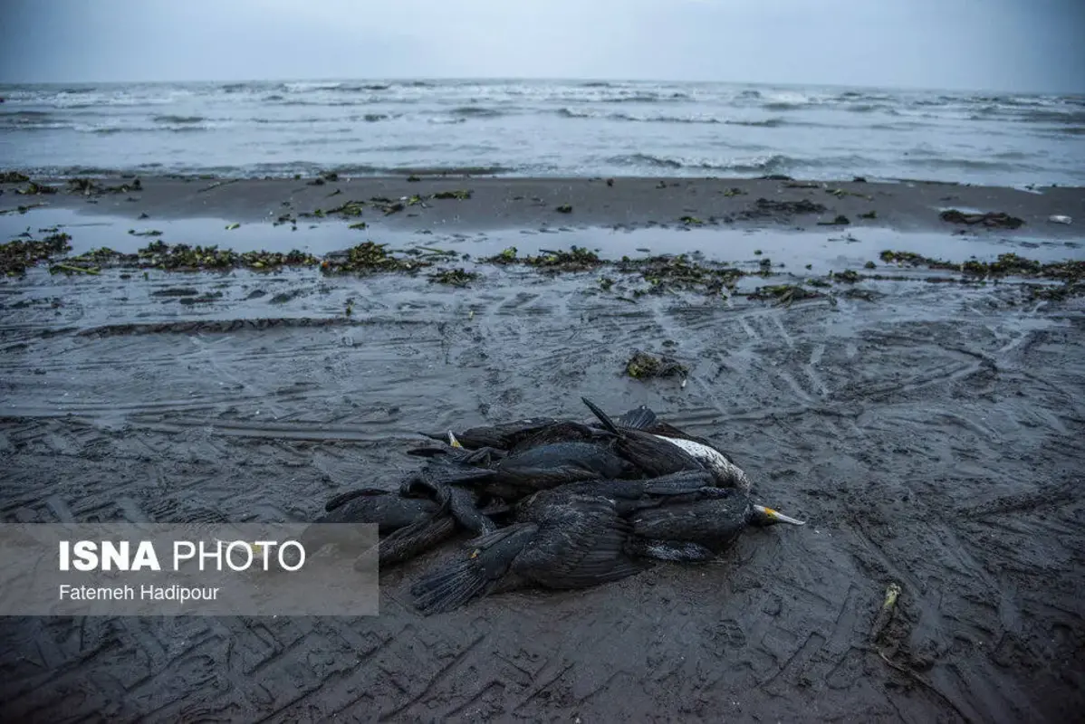 مرگ دسته‌جمعی باکلان‌ها در ساحل انزلی
