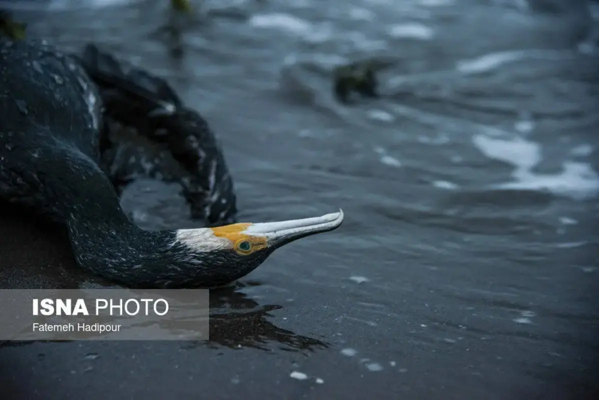 مرگ دسته‌جمعی باکلان‌ها در ساحل انزلی