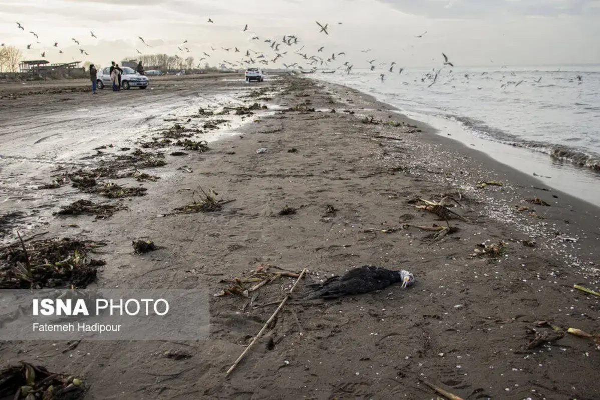 مرگ دسته‌جمعی باکلان‌ها در ساحل انزلی