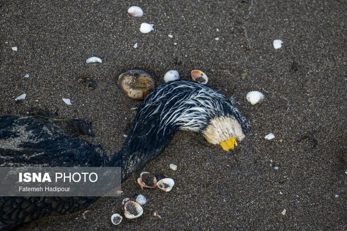 مرگ دسته‌جمعی باکلان‌ها در ساحل انزلی