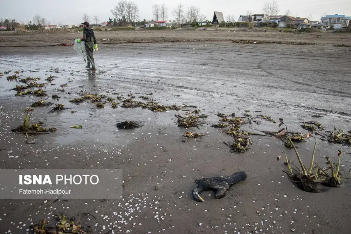مرگ دسته‌جمعی باکلان‌ها در ساحل انزلی