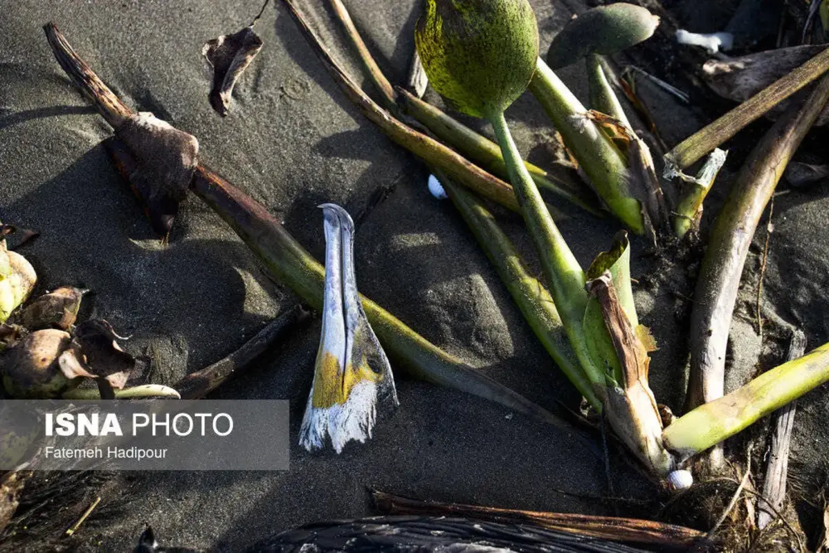 مرگ دسته‌جمعی باکلان‌ها در ساحل انزلی