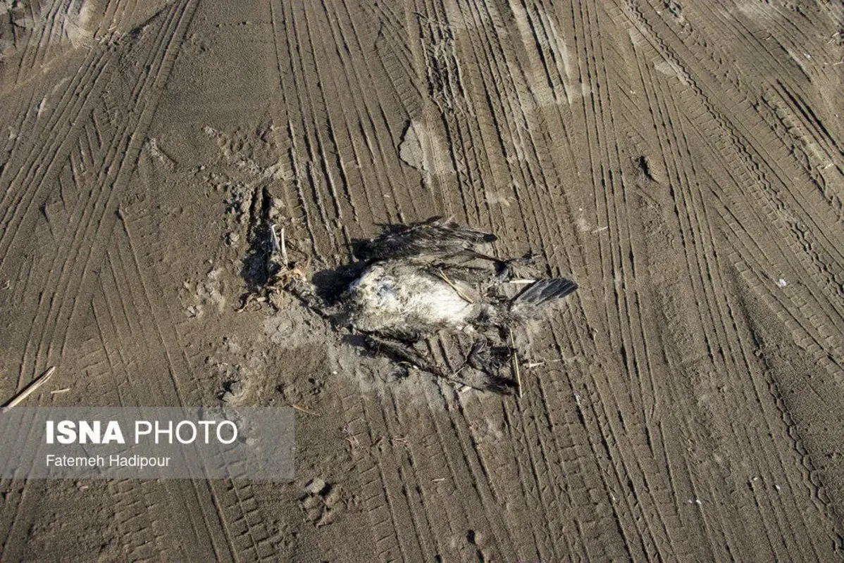 مرگ دسته‌جمعی باکلان‌ها در ساحل انزلی