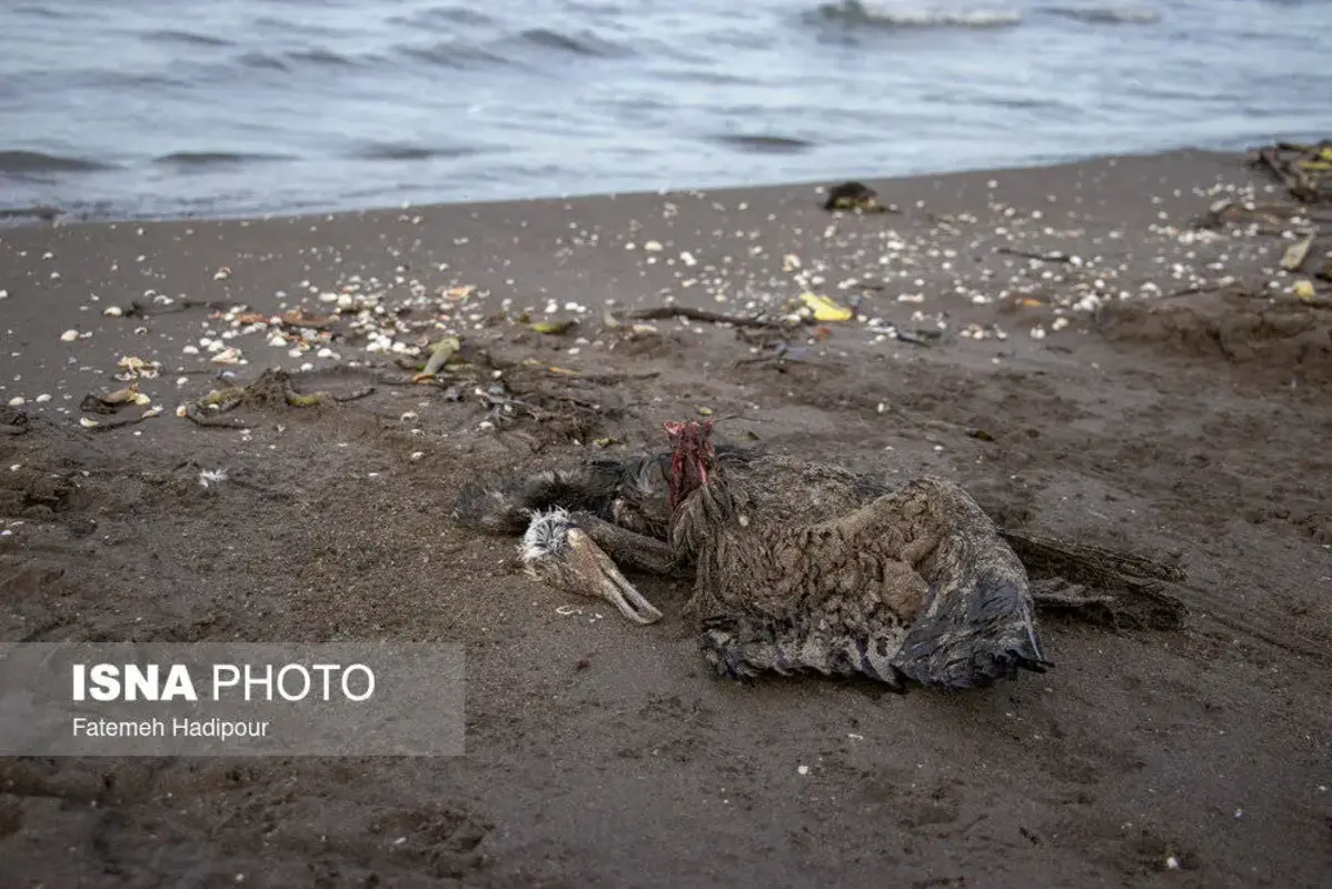 مرگ دسته‌جمعی باکلان‌ها در ساحل انزلی