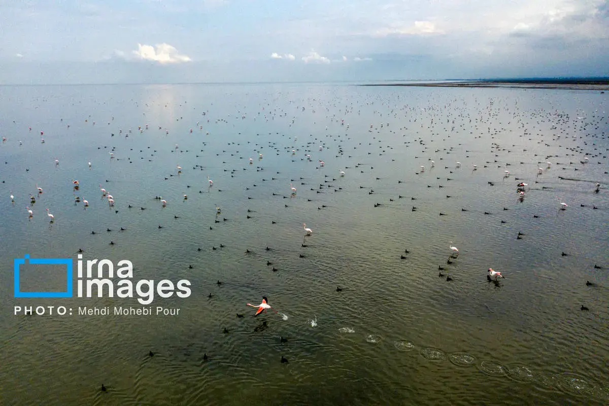  پرندگان مهاجر در آغوش میانکاله 