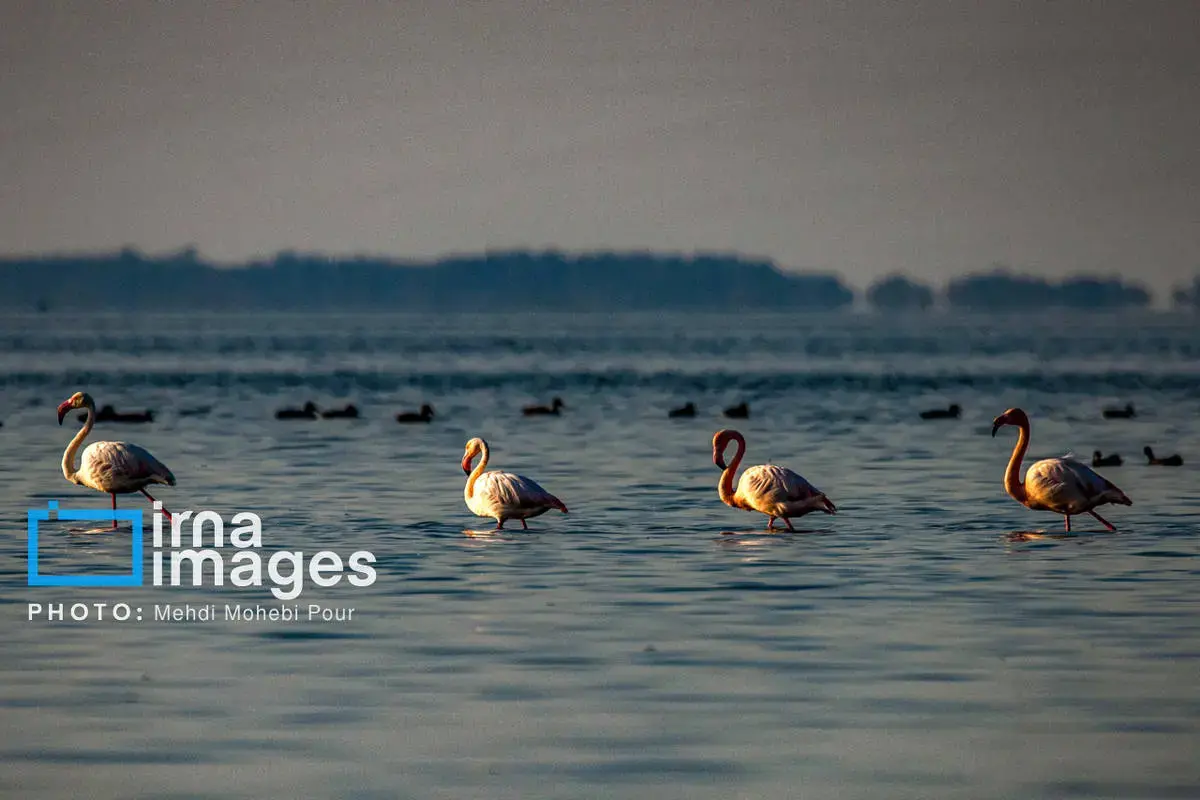  پرندگان مهاجر در آغوش میانکاله 