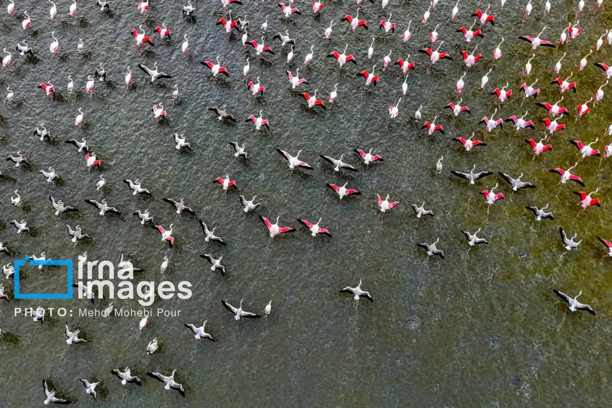  پرندگان مهاجر در آغوش میانکاله 