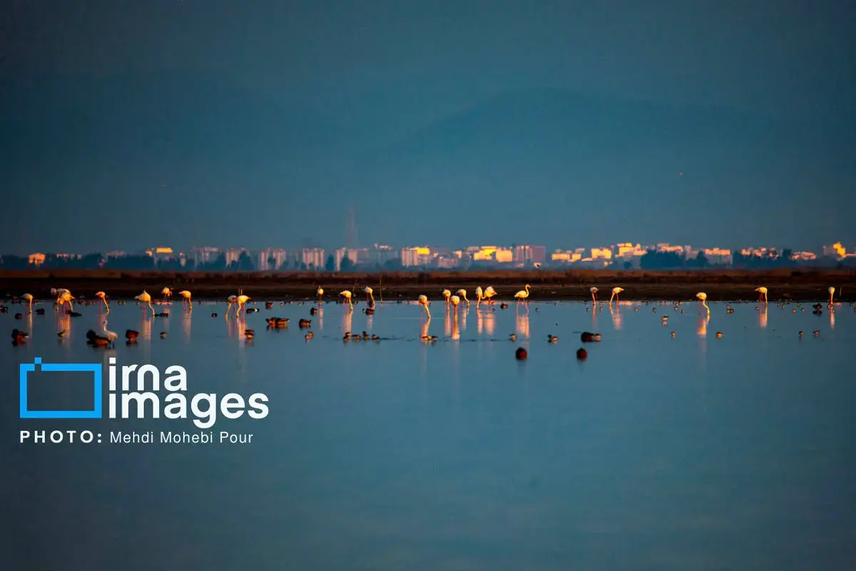  پرندگان مهاجر در آغوش میانکاله 