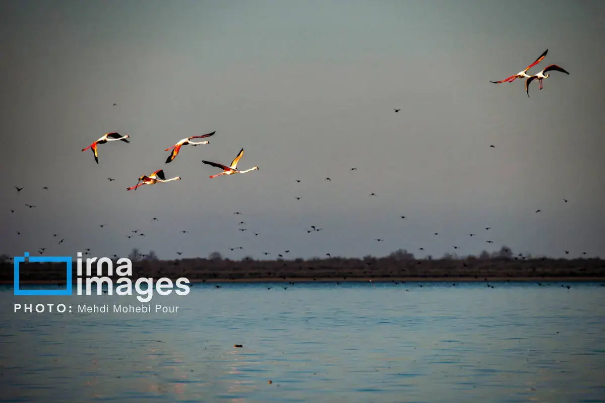  پرندگان مهاجر در آغوش میانکاله 