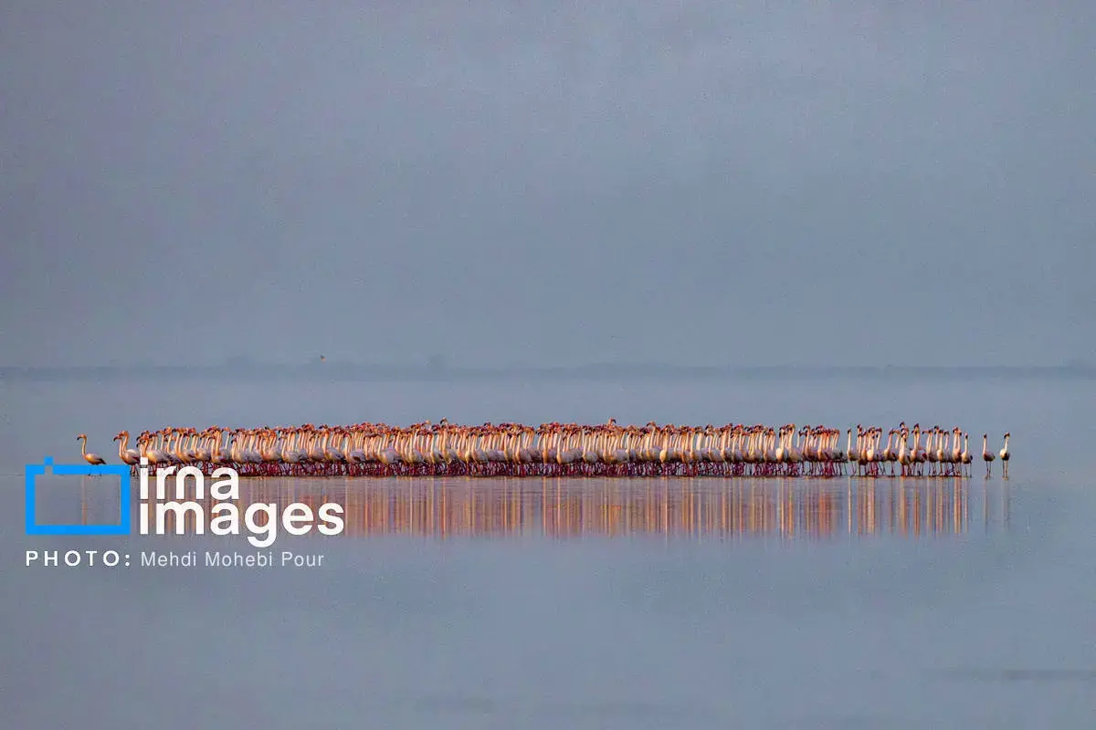  پرندگان مهاجر در آغوش میانکاله 