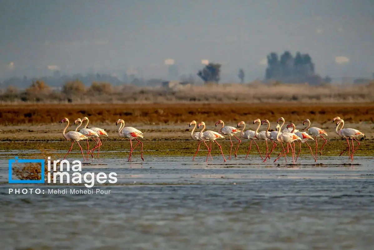  پرندگان مهاجر در آغوش میانکاله 