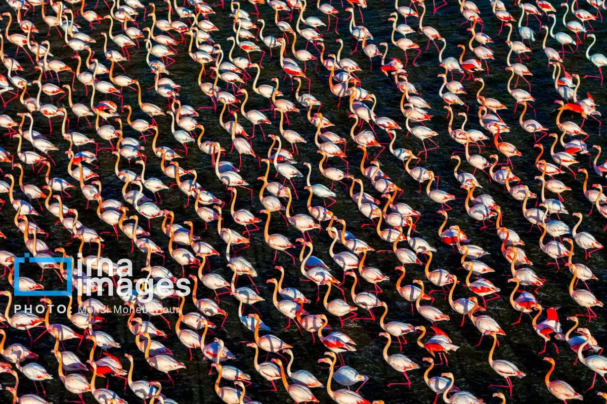  پرندگان مهاجر در آغوش میانکاله 