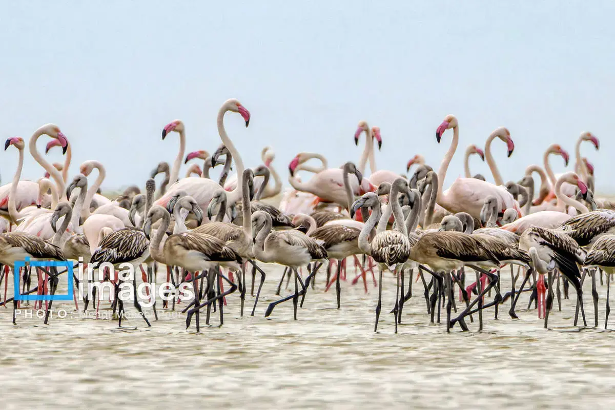  پرندگان مهاجر در آغوش میانکاله 