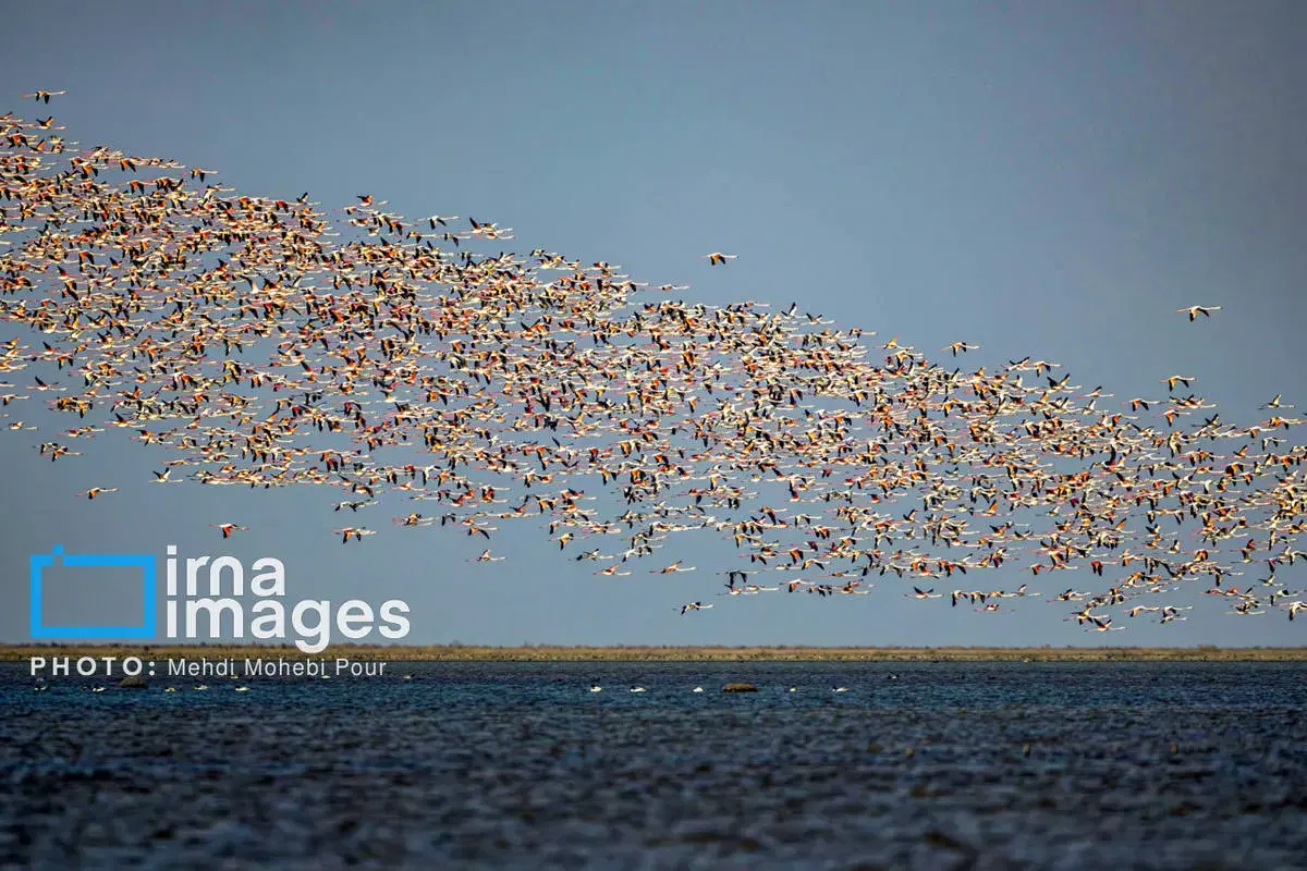  پرندگان مهاجر در آغوش میانکاله 