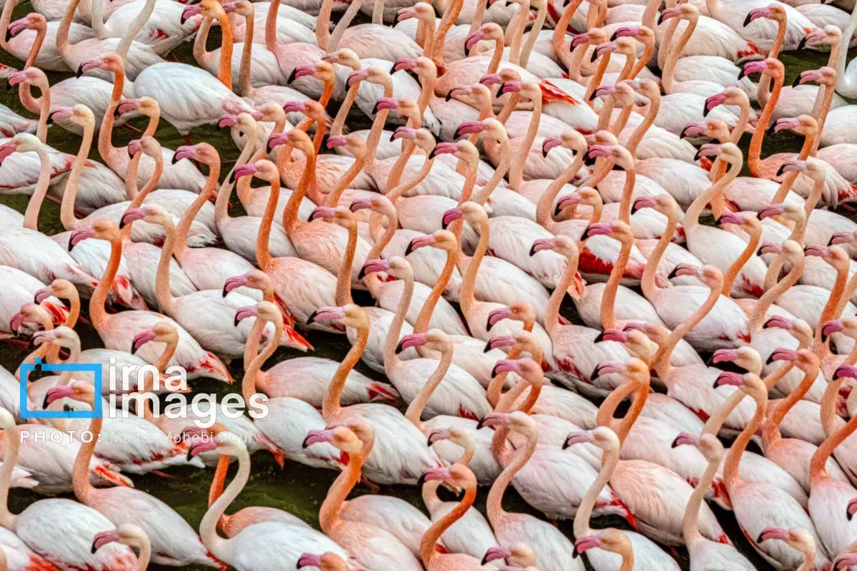  پرندگان مهاجر در آغوش میانکاله 