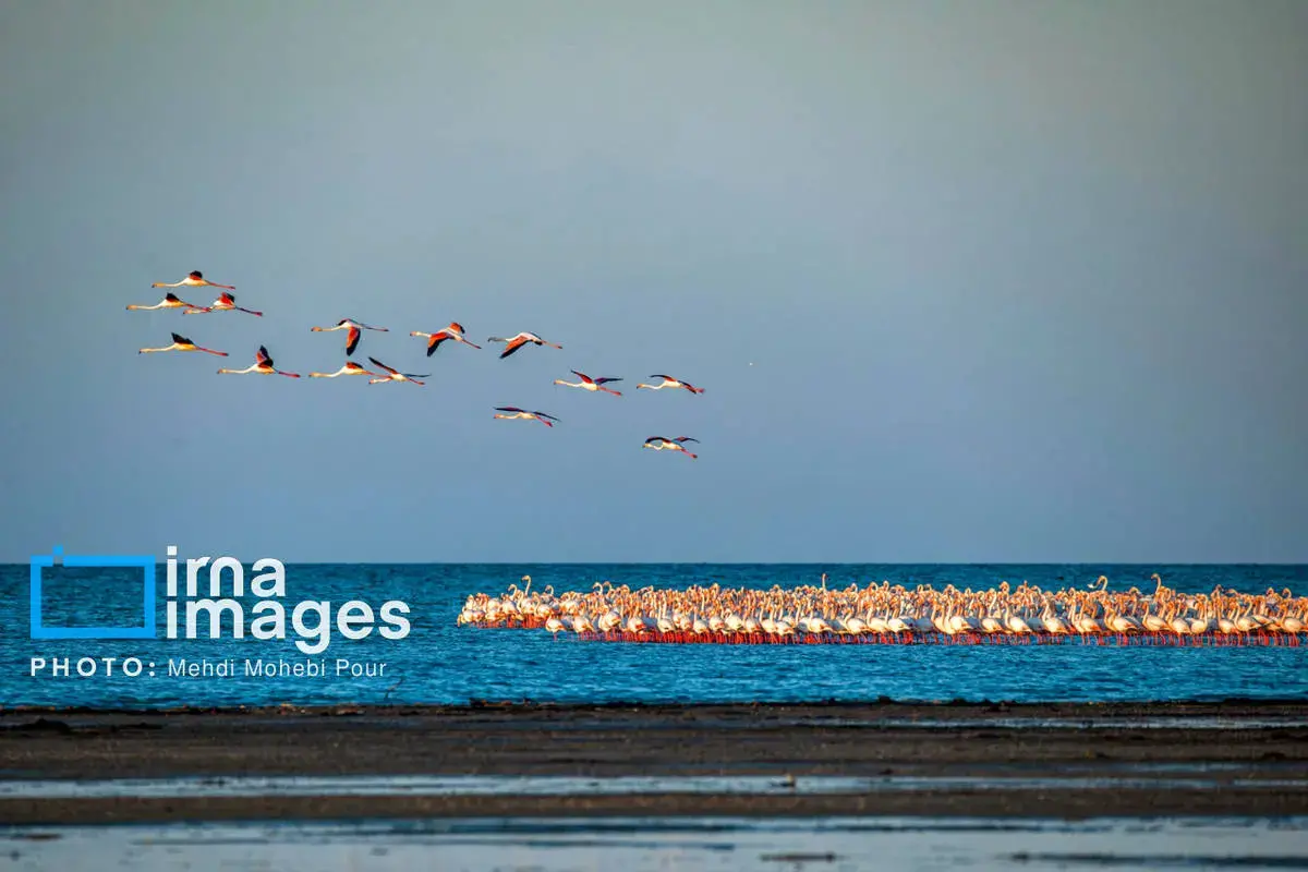  پرندگان مهاجر در آغوش میانکاله 