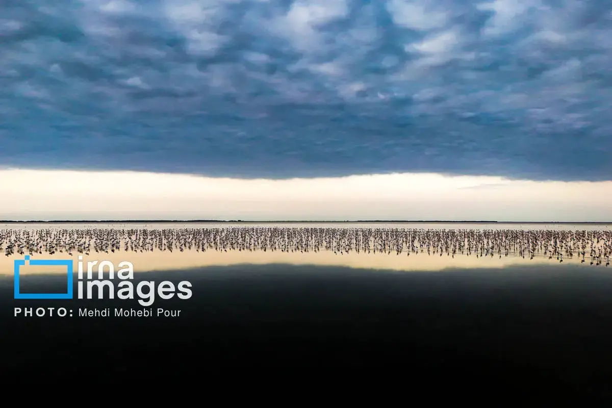  پرندگان مهاجر در آغوش میانکاله 