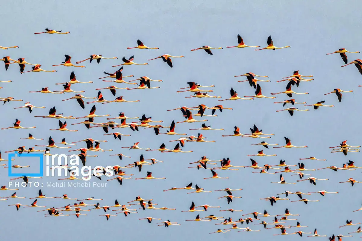  پرندگان مهاجر در آغوش میانکاله 