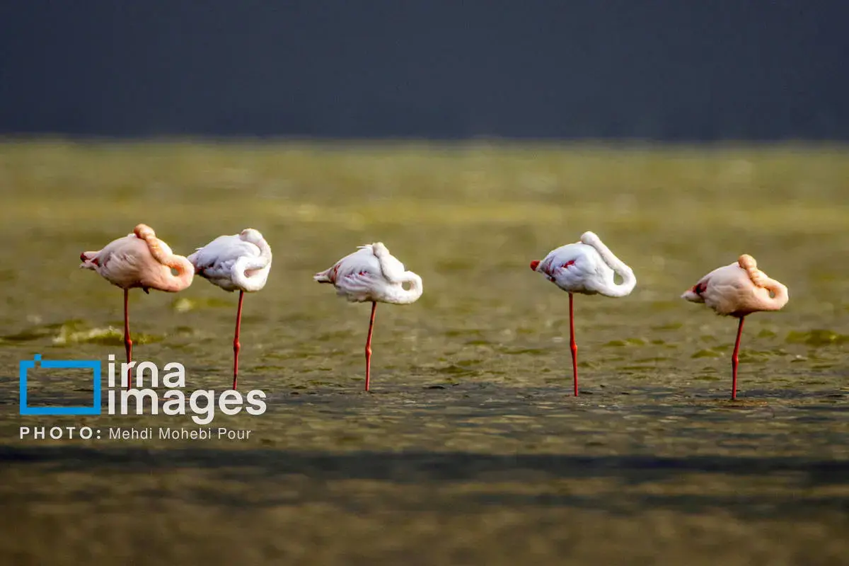  پرندگان مهاجر در آغوش میانکاله 