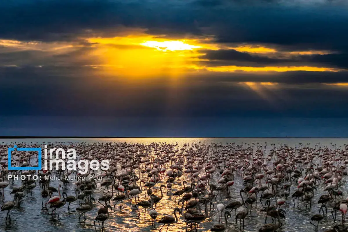 پرندگان مهاجر در آغوش میانکاله 