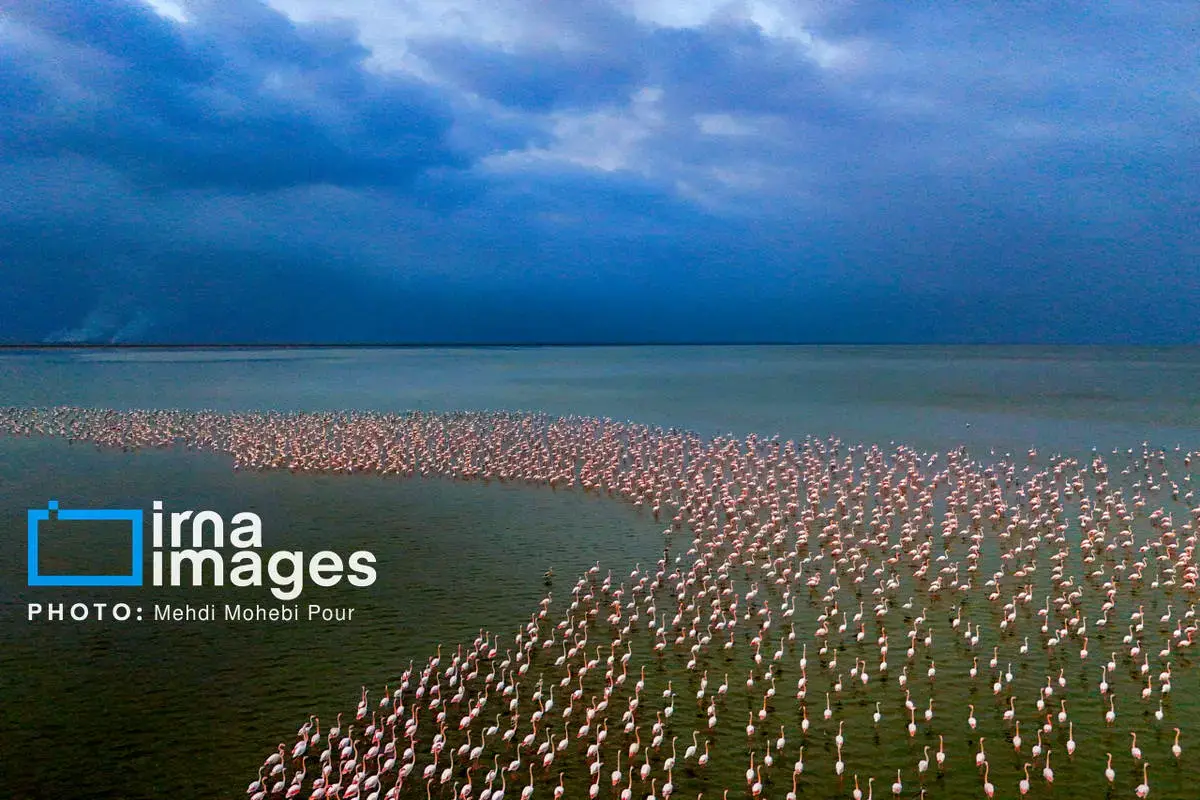  پرندگان مهاجر در آغوش میانکاله 