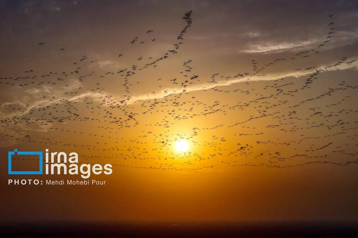  پرندگان مهاجر در آغوش میانکاله 