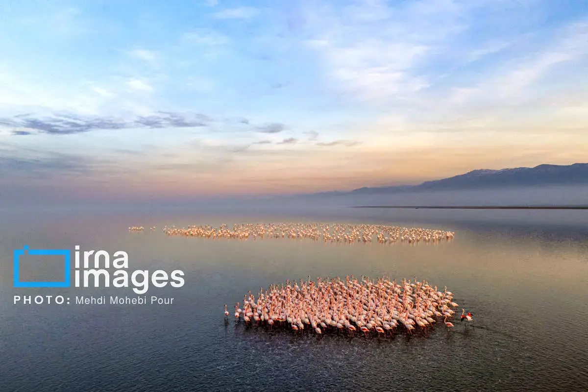  پرندگان مهاجر در آغوش میانکاله 