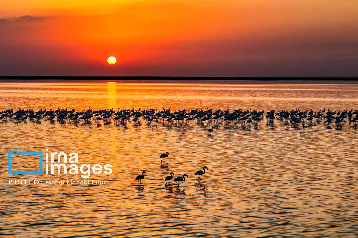  پرندگان مهاجر در آغوش میانکاله 