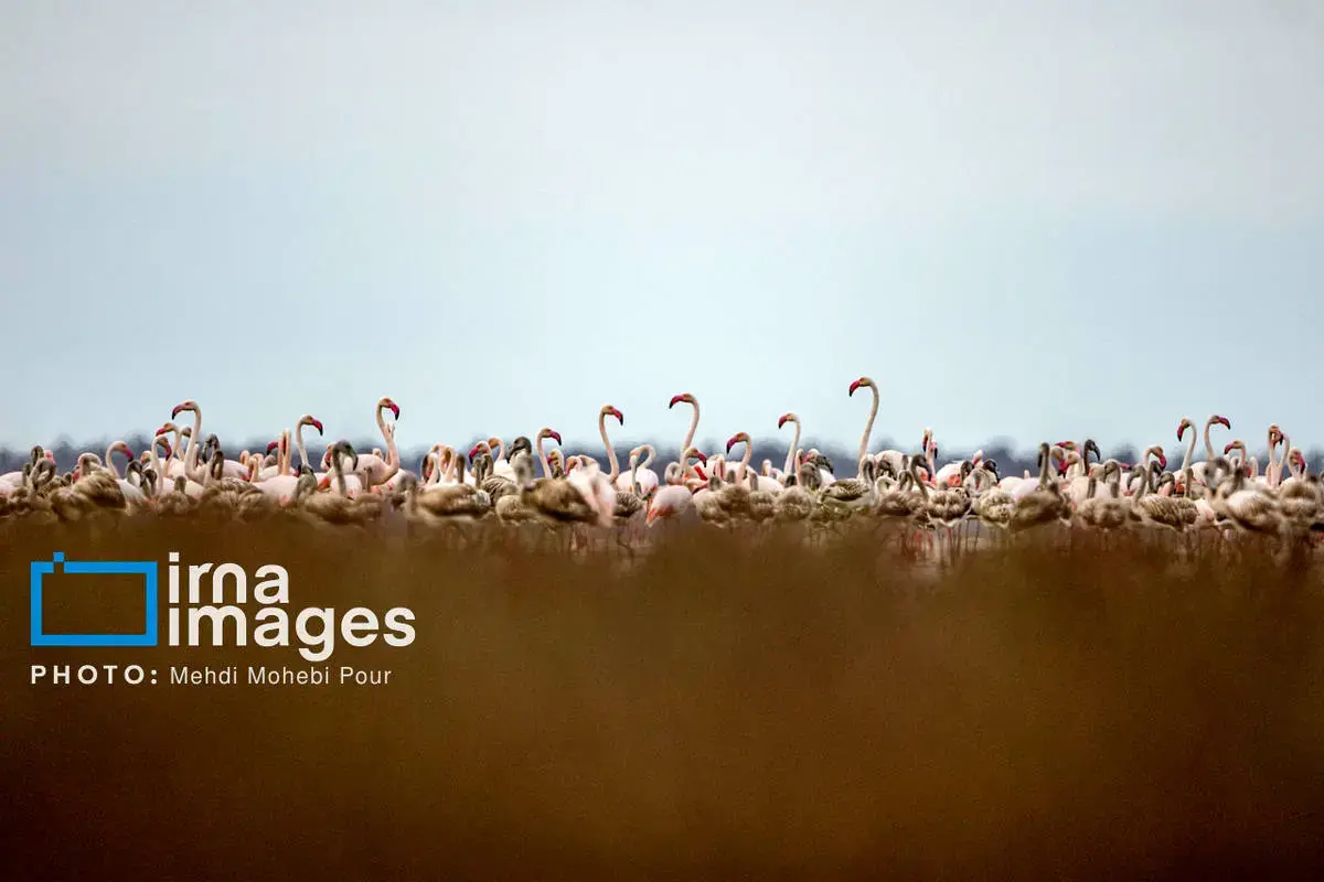  پرندگان مهاجر در آغوش میانکاله 
