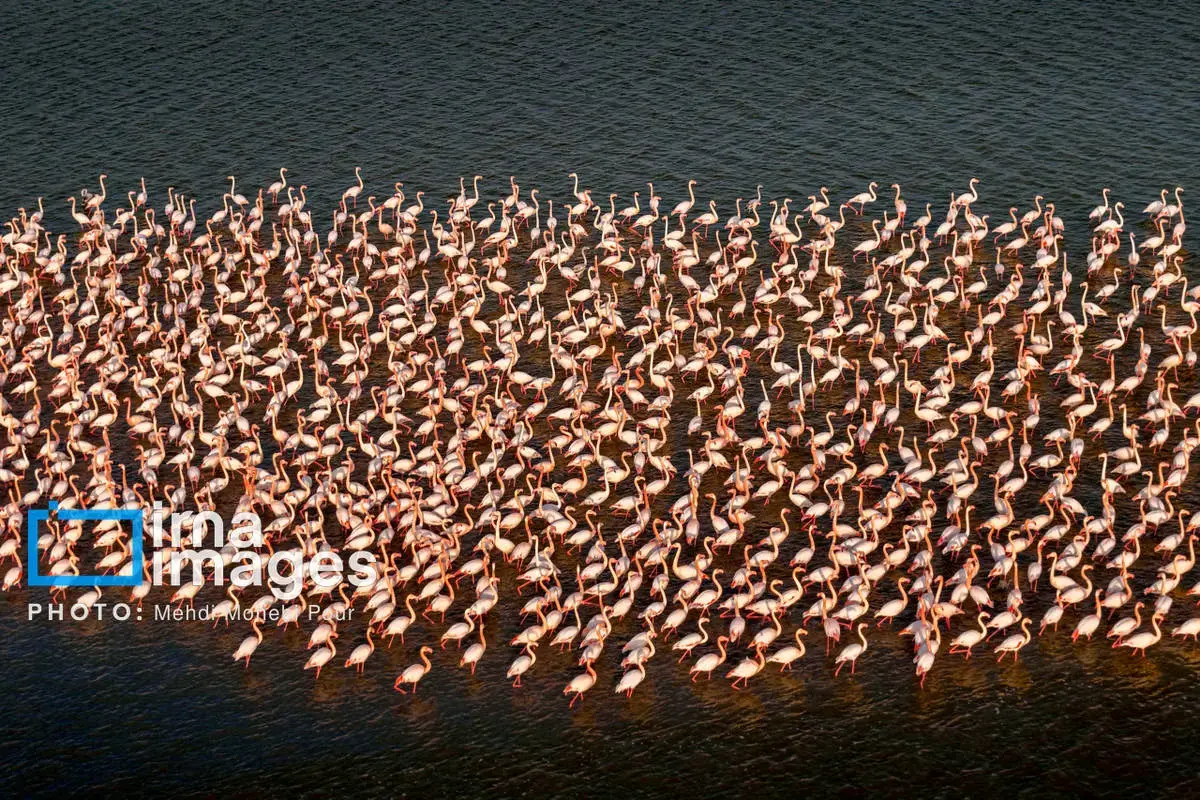  پرندگان مهاجر در آغوش میانکاله 