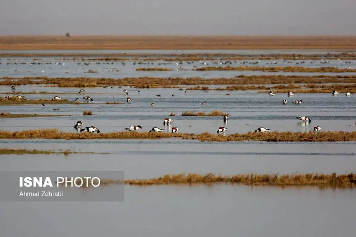 پرندگان مهاجر در تالاب مره قم