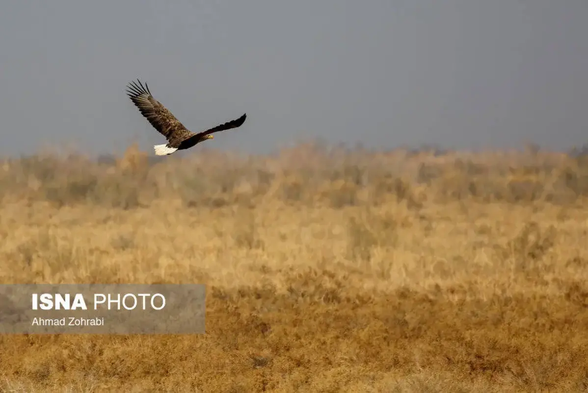 پرندگان مهاجر در تالاب مره قم