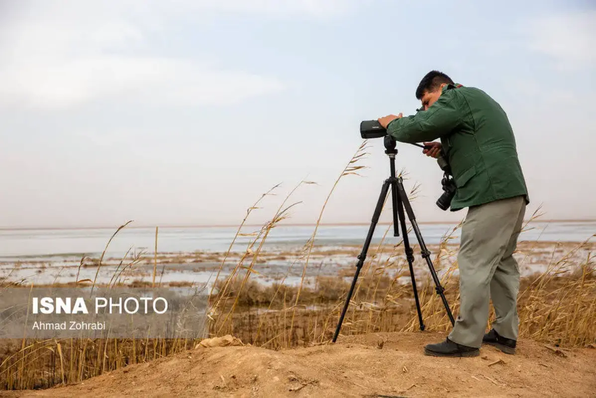 پرندگان مهاجر در تالاب مره قم