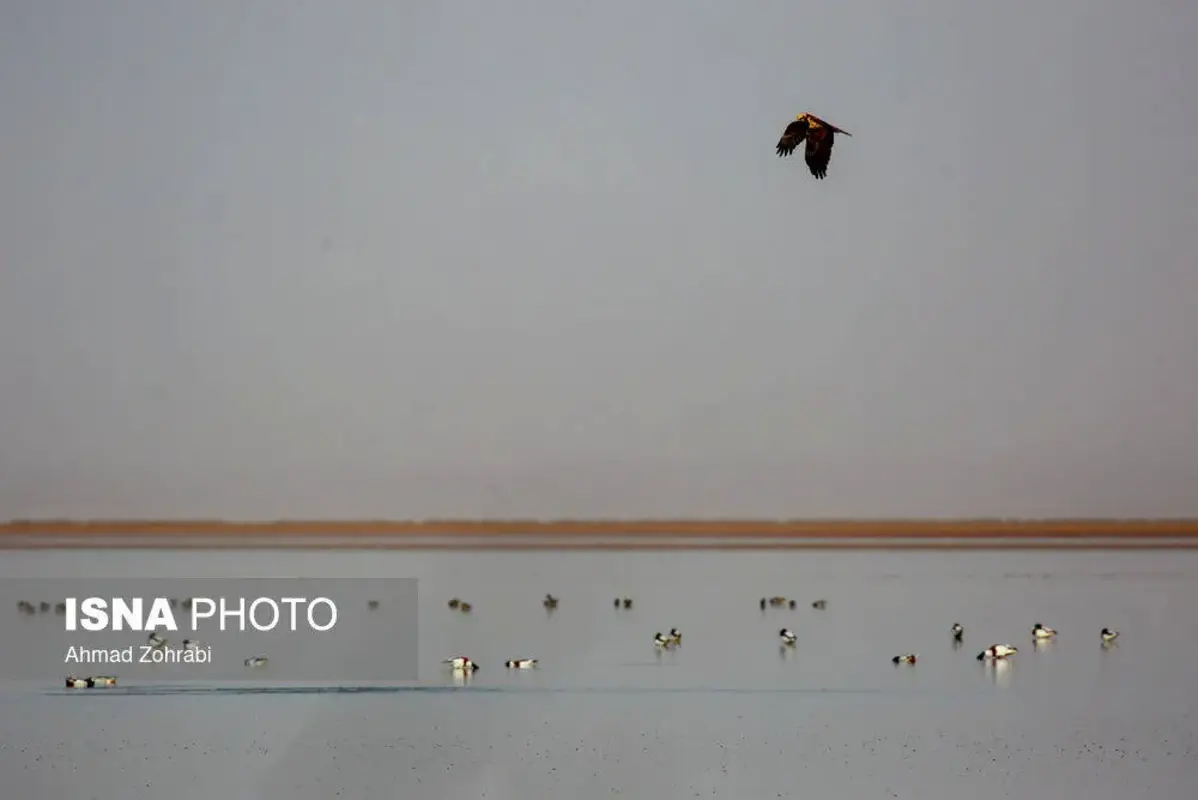 پرندگان مهاجر در تالاب مره قم