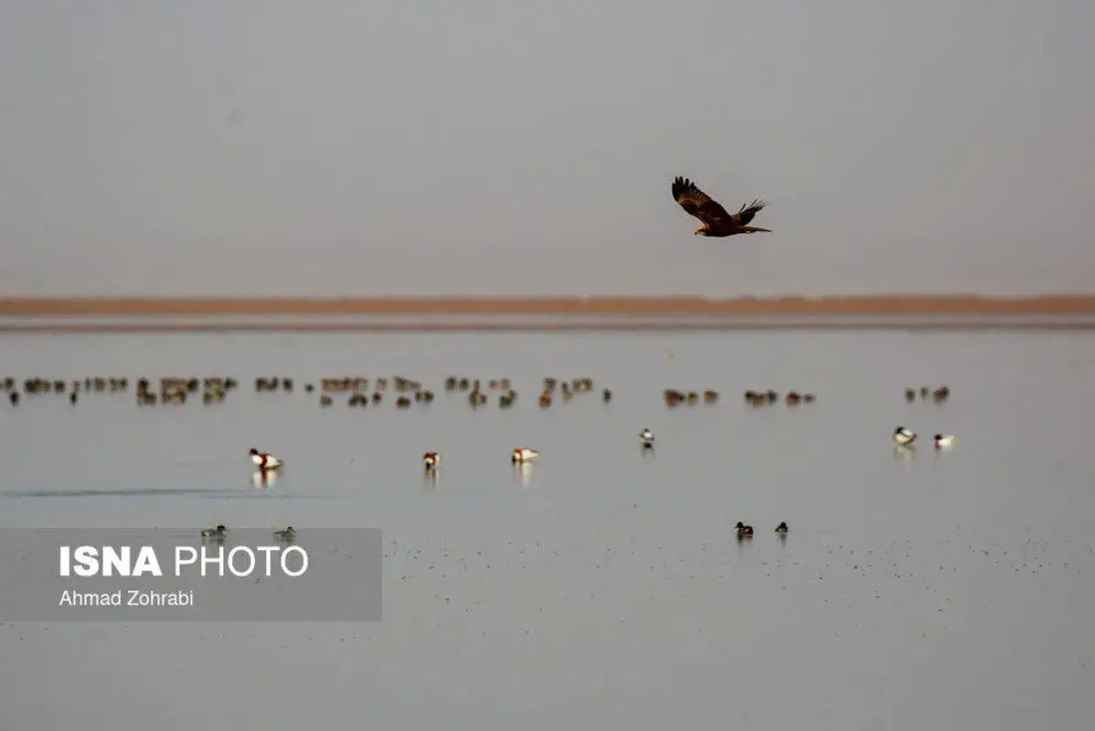 پرندگان مهاجر در تالاب مره قم