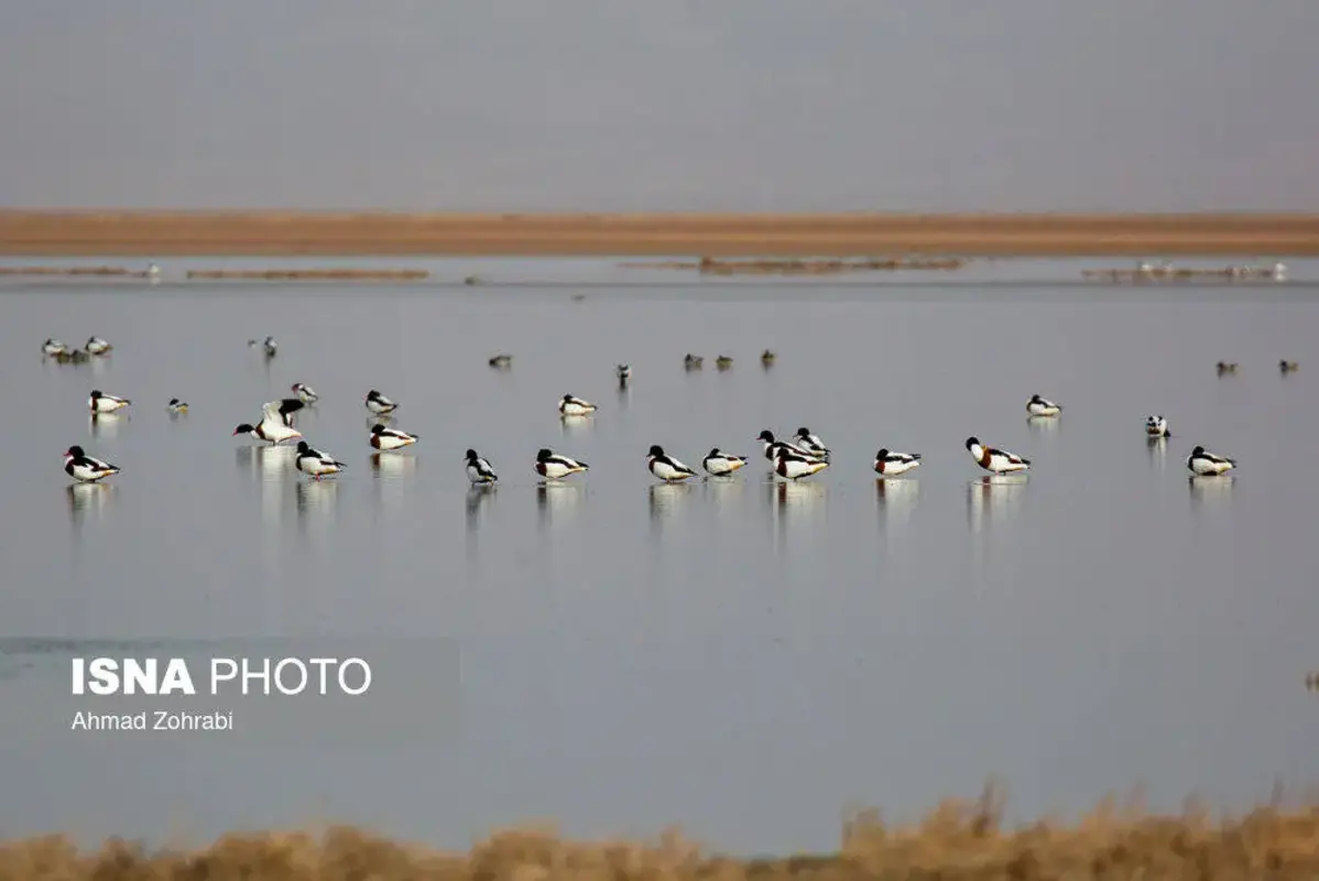 پرندگان مهاجر در تالاب مره قم