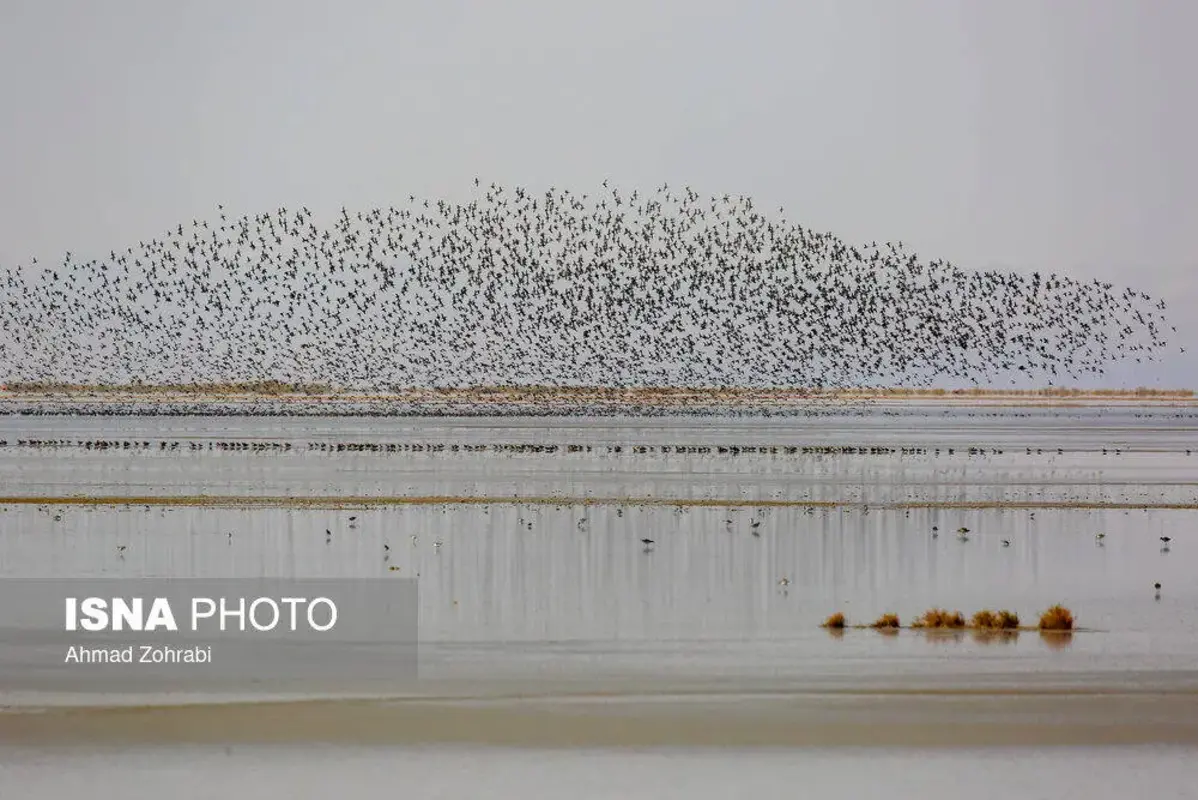 پرندگان مهاجر در تالاب مره قم