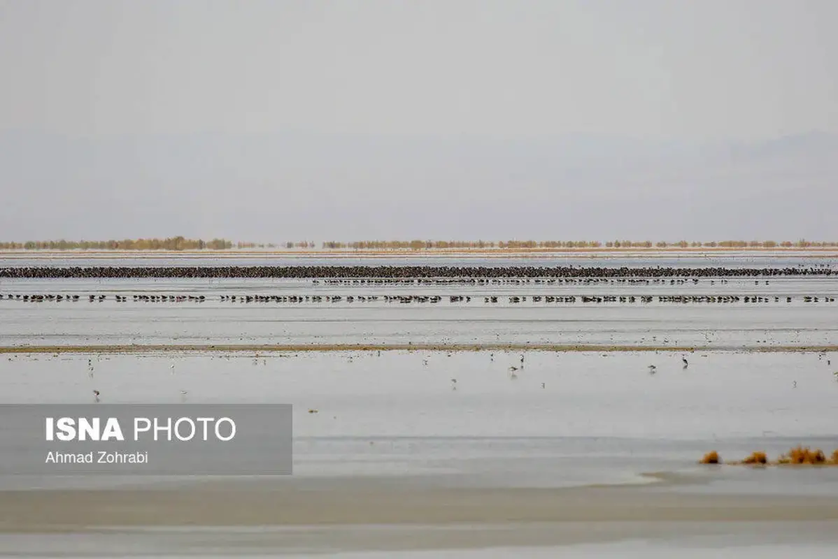 پرندگان مهاجر در تالاب مره قم