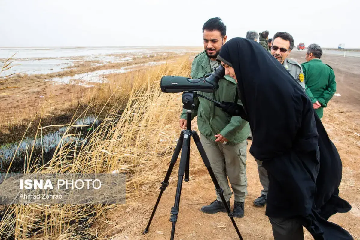 پرندگان مهاجر در تالاب مره قم